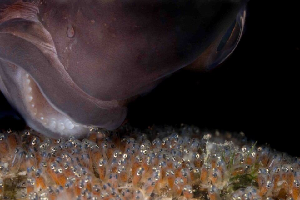 알에 공기를 불어넣어주고 있는 아빠 흰동가리. (사진 최혜원 사진작가)/뉴스펭귄