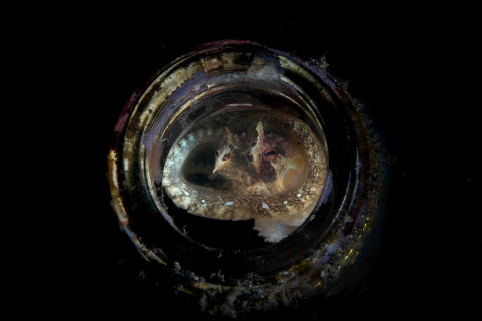 사람이 버린 병 쓰레기 안에 들어간 문어. (사진 최혜원 사진작가)/뉴스펭귄