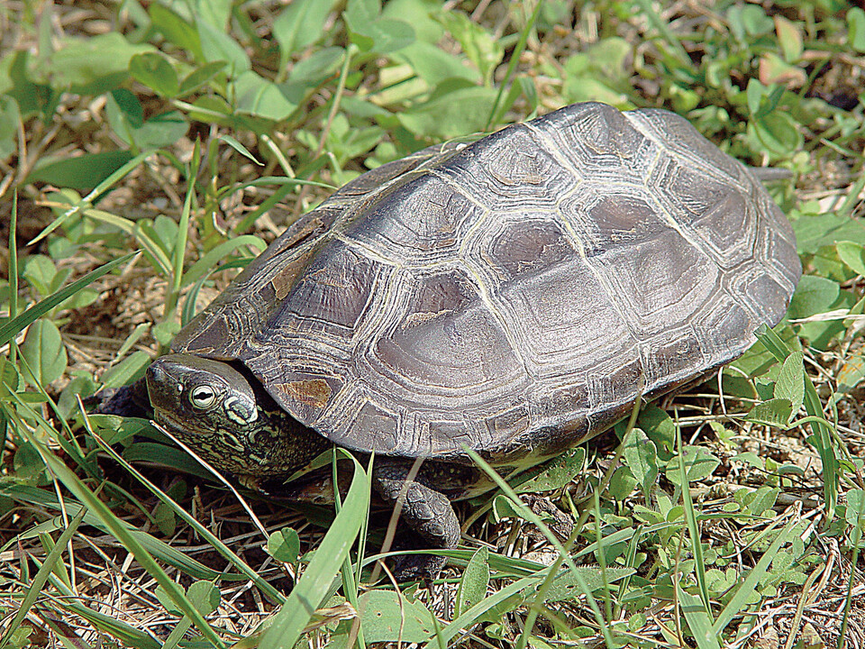 6월의 멸종위기 야생생물 남생이. (사진 국립생물자원관)/뉴스펭귄
