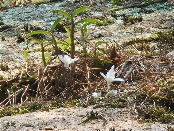 월출산 기암절벽지 내에서 개화한 석곡 (사진 국립공원공단 월출산국립공원사무소 제공)/뉴스펭귄