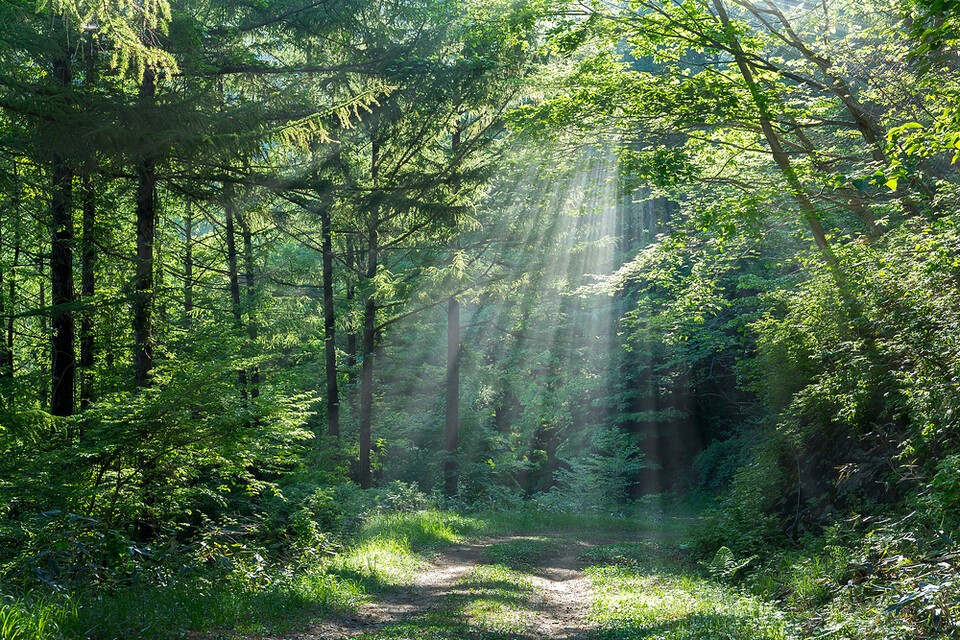 숲 다양성이 산불·기후재난 시대의 생존전략이므로 생물다양성 중심의 산림 정책 전환이 필요하다는 주장이 제기됐다. 사진은 독자 이해를 돕기 위한 이미지로 기사 속 특정 장소 등과 관계없음. (사진 클립아트코리아)/뉴스펭귄