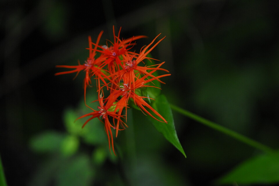 멸종위기 야생생물 Ⅱ급 ‘제비동자꽃’. (사진 국립생물자원관)/뉴스펭귄