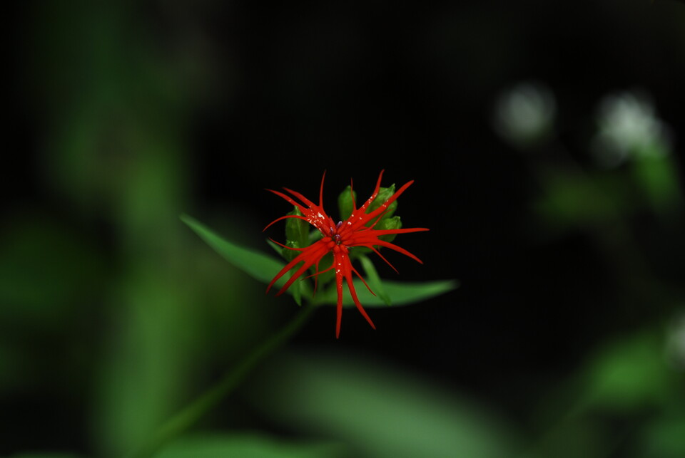 제비동자꽃. (사진 국립생물자원관)/뉴스펭귄