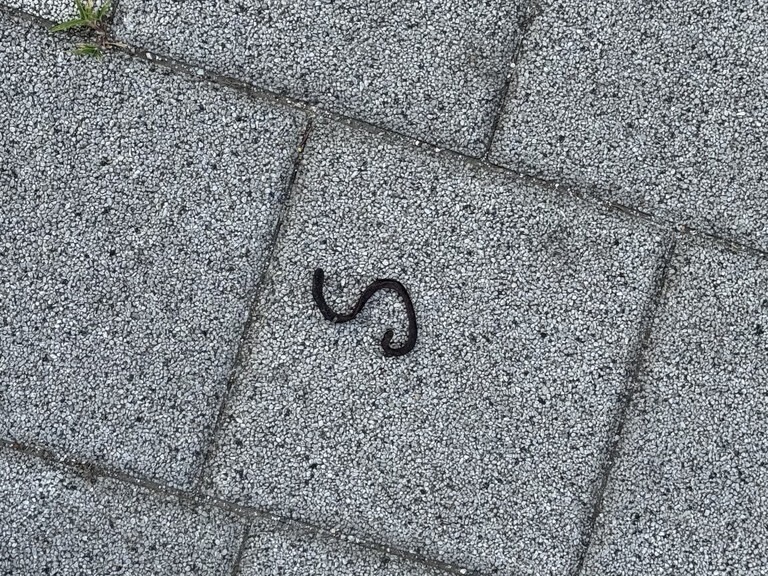 보도블록 위 말라붙은 지렁이 사체. (사진 우다영 기자)/뉴스펭귄