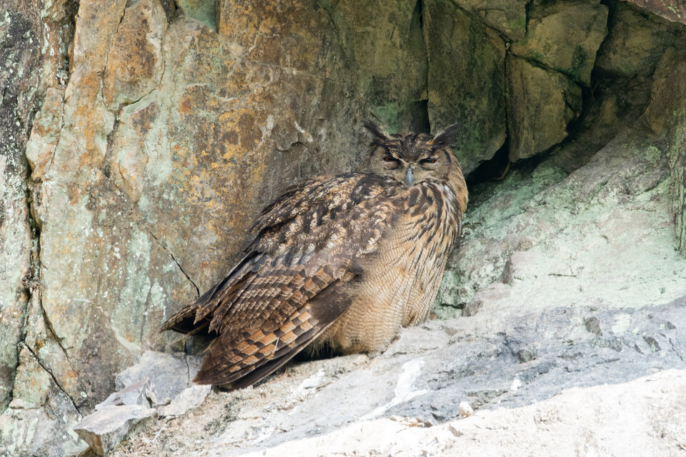지난 3일, 절벽에서 자고 있는 수리부엉이. (사진 우한별 씨 제공)/뉴스펭귄