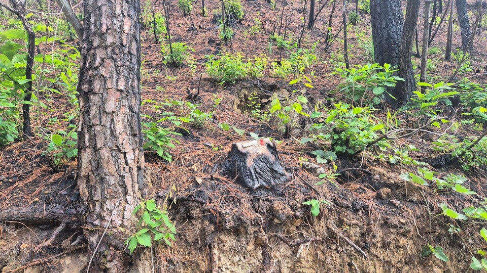 대운산에 남은 산불 흔적. (사진 우한별 씨 제공)/뉴스펭귄