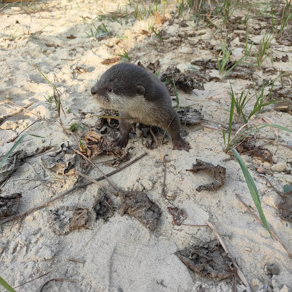 작은발톱수달은 1839년 이후 단 한 차례도 공식적으로 관찰되지 않아 실질적으로 보호 목록에서 제외될 위기에 있었다. (사진 Padam Raj Badu / WWF Nepal)/뉴스펭귄