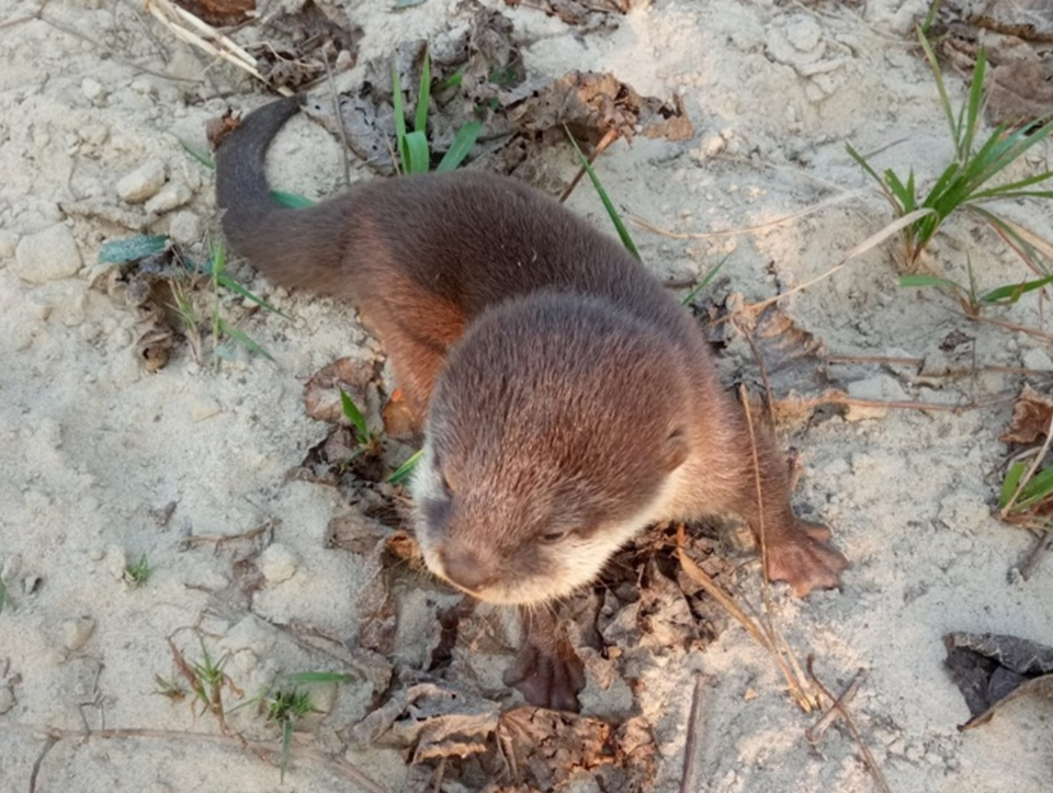 세계에서 가장 작은 수달인 작은발톱수달이 1839년 이후 185년 만에 네팔에서 공식적으로 확인됐다. (사진 Rajeev Chaudary - WWF Nepal)/뉴스펭귄