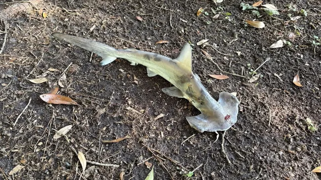 (사진 Jonathan Marlowe)/뉴스펭귄