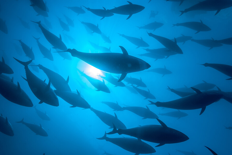 유엔식량농업기구(FAO)가 전 세계 수산 자원의 3분의 2가 지속 가능한 수준에서 어획되고 있다는 분석 결과를 발표했다. (사진 FAO 보도자료)/뉴스펭귄