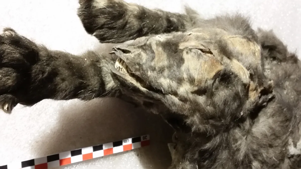 개와 흡사한 검은 털을 지녔으나 늑대로 판명됐다. (사진 벨기에왕립자연과학연구소)/뉴스펭귄