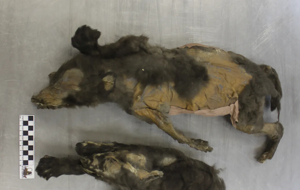 투마트 개. (사진 연구진 Sergey Fedorov)/뉴스펭귄