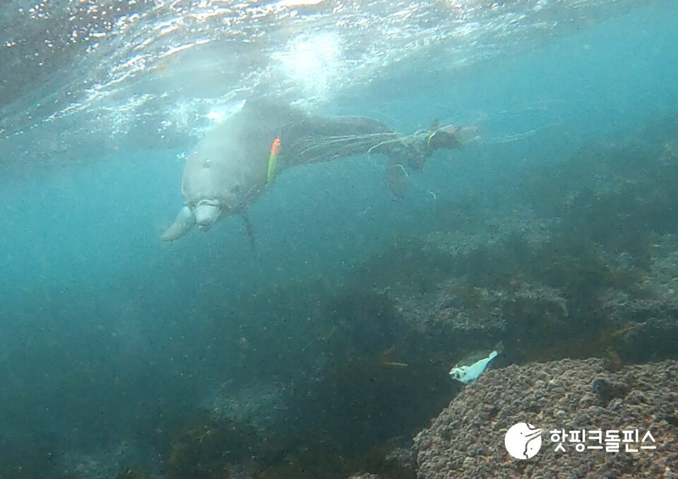 지난 5월 촬영된 남방큰돌고래 종달이의 모습. (사진 핫핑크돌핀스)/뉴스펭귄