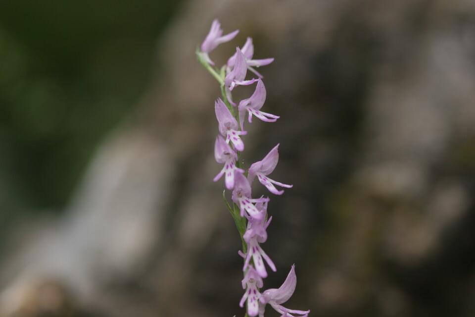 멸종위기 야생생물 Ⅱ급 ‘구름병아리난초’. (사진 국립생물자원관)/뉴스펭귄