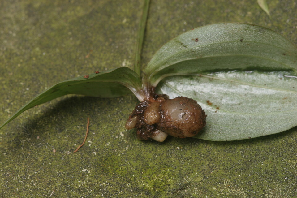 구름병아리난초의 뿌리. (사진 국립생물자원관)/뉴스펭귄