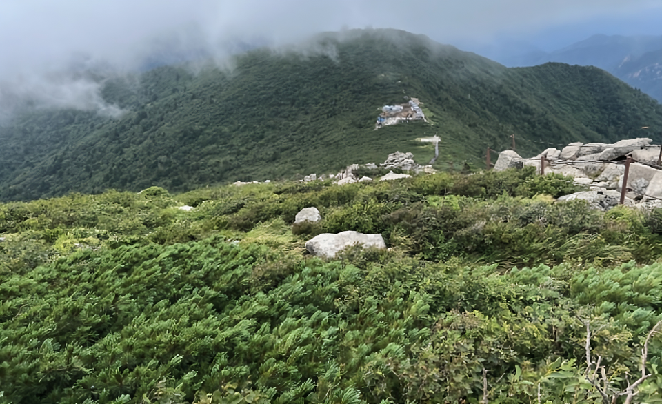 눈잣나무는 우리나라에서 설악산 대청봉 일대에 유일하게 자생하고 있다. 중청대피소와 대청 사이, 해발고도 1650m 부근에 10헥타르 미만의 지역에 적게 분포하고 있다. (사진 국립산림과학원)/뉴스펭귄