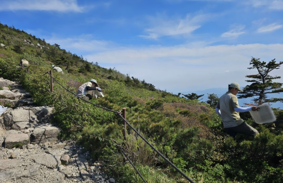 국립산림과학원과 설악산국립공원사무소는 2016년에 본격적으로 대청봉 일대에서 눈잣나무 복원 사업을 시작했다. (사진 국립산림과학원)/뉴스펭귄