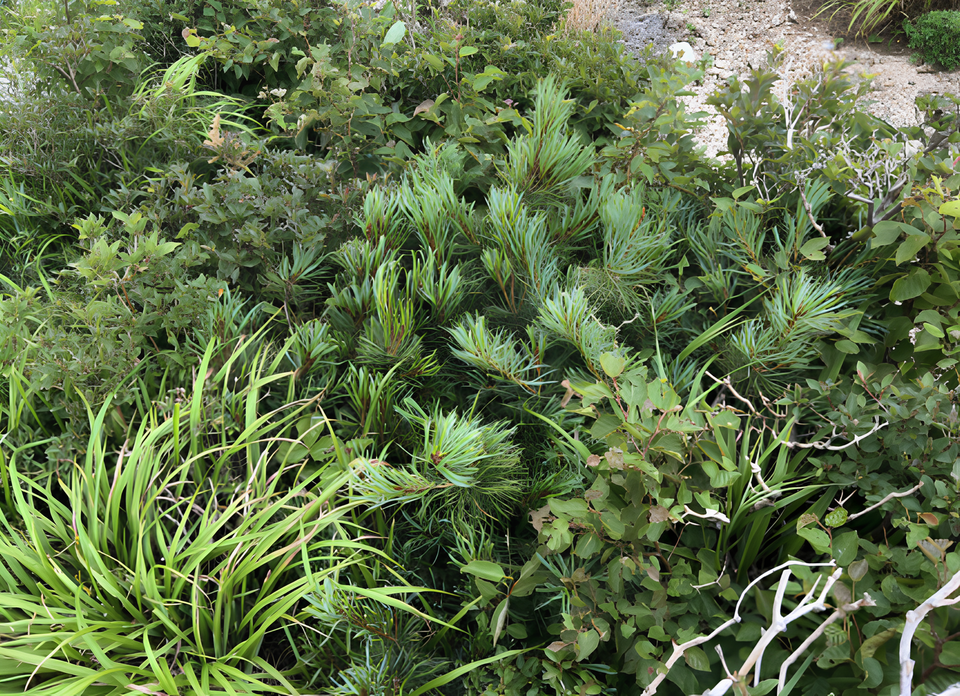 2024년에 촬영한 설악산 눈잣나무 복원 시험지. (사진 국립산림과학원)/뉴스펭귄