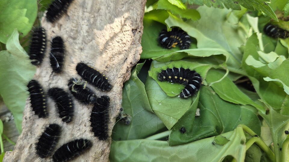 5령 애벌레와 번데기 상태가 혼재된 애호랑나비. (사진 이강운 대기자)/뉴스펭귄