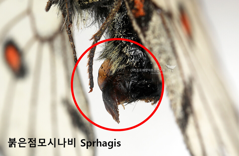붉은점모시나비 암컷 배 끝에 달려있는 짝짓기 후 마개(Sprhagis). (사진 이강운 대기자)/뉴스펭귄