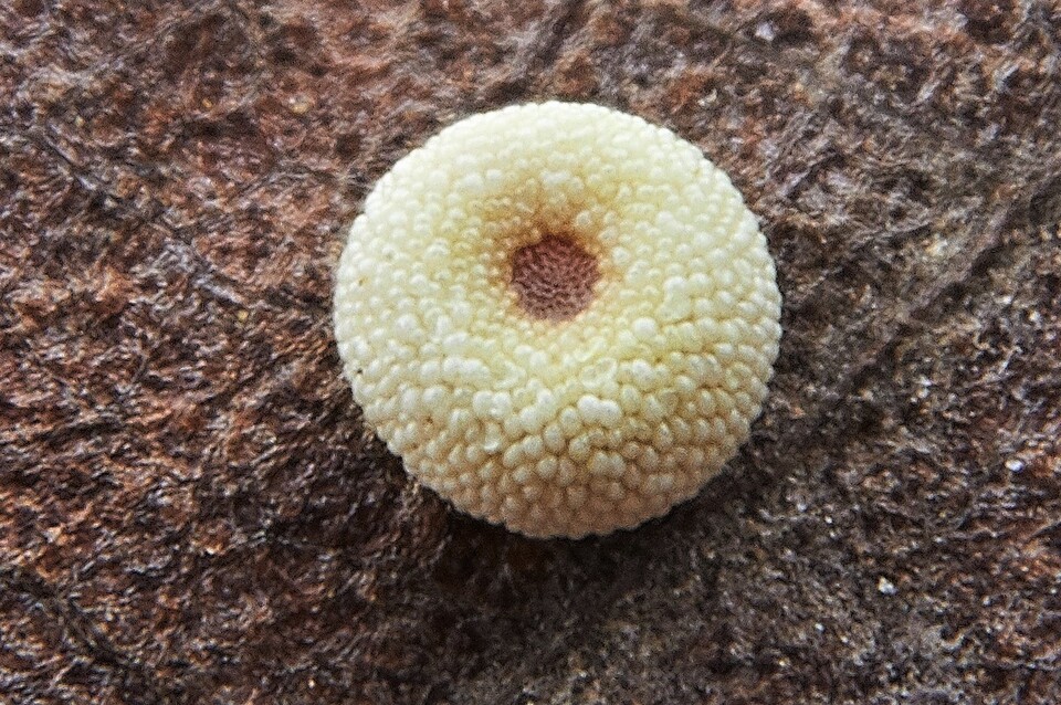 붉은점모시나비 알. (사진 이강운 대기자)/뉴스펭귄