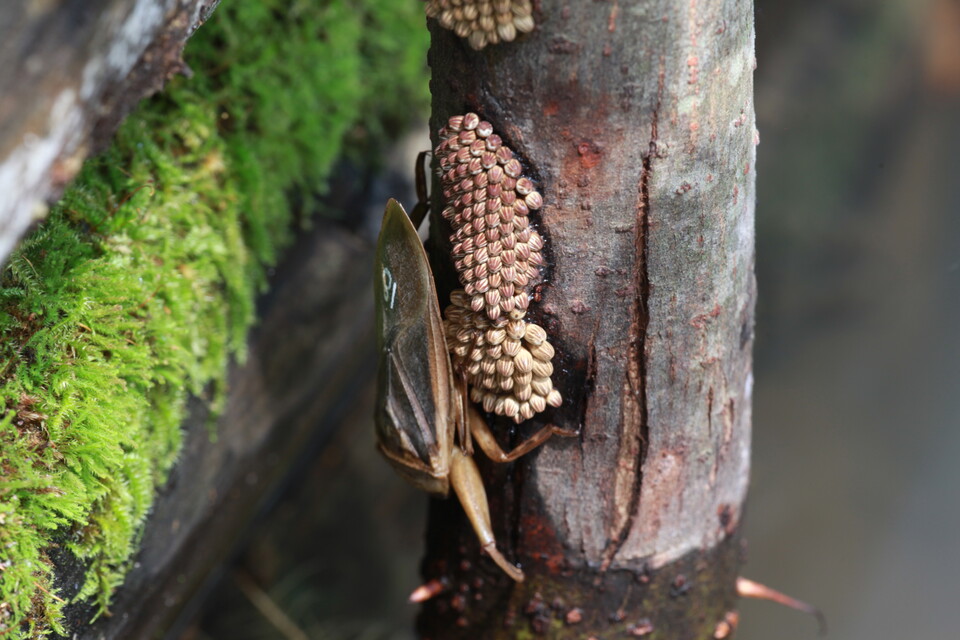 알을 지키고 있는 물장군 수컷. (사진 이강운 대기자)/뉴스펭귄
