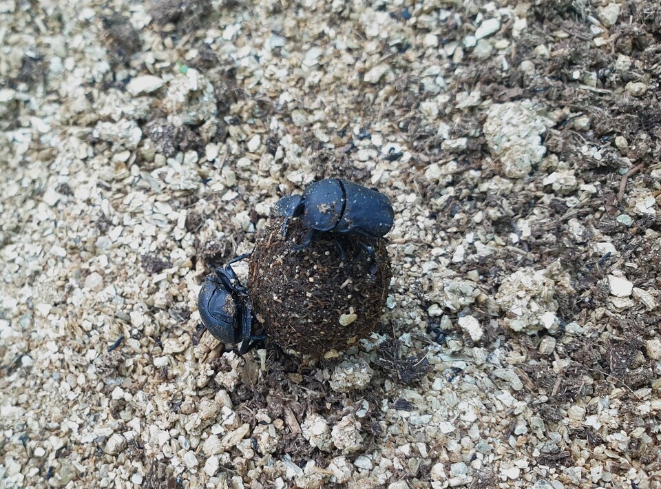 ·협업으로 똥을 굴리는 멸종위기종 Ⅱ급 소똥구리 암·수. (사진 이강운 대기자)/뉴스펭귄