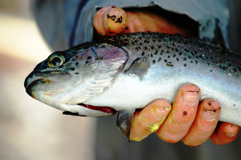 도살하기 전 좁은 수조에 가두거나 운반하는 과정에서 이미 시작되는 신체 손상과 스트레스는 도살 과정에서 발생하는 고통보다 더 크고 지속 시간도 훨씬 길어질 수 있다. (사진 클립아트코리아)/뉴스펭귄