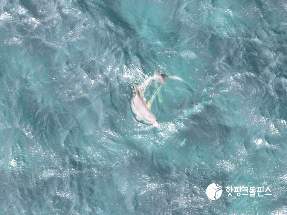 재작년 낚싯줄에 얽힌 채 처음 발견됐었던 새끼 남방큰돌고래 '종달이'가 지난달 또 다른 낚싯줄에 감긴 채 다시 발견됐다. (사진 핫핑크돌핀스)/뉴스펭귄