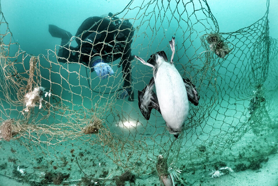 폐어구에 얽힌 바다오리. (사진 구자언 제공)/뉴스펭귄