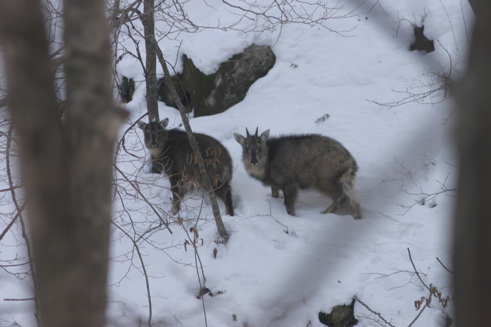 설악산에 서식하는 멸종위기 야생생물 Ⅰ급 산양 (사진 녹색연합 제공)/뉴스펭귄