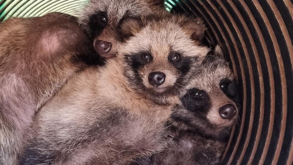 (사진 경기도 야생동물구조관리센터)/뉴스펭귄