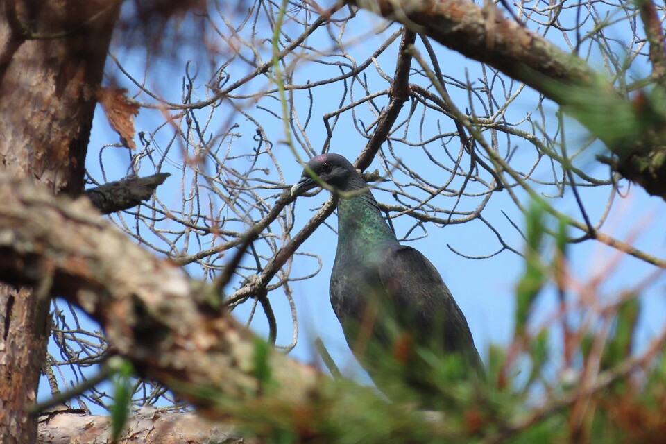 지난 15일 울산 울주군 남창 일대에서 발견된 흑비둘기. (사진 짹짹휴게소 제공)/뉴스펭귄