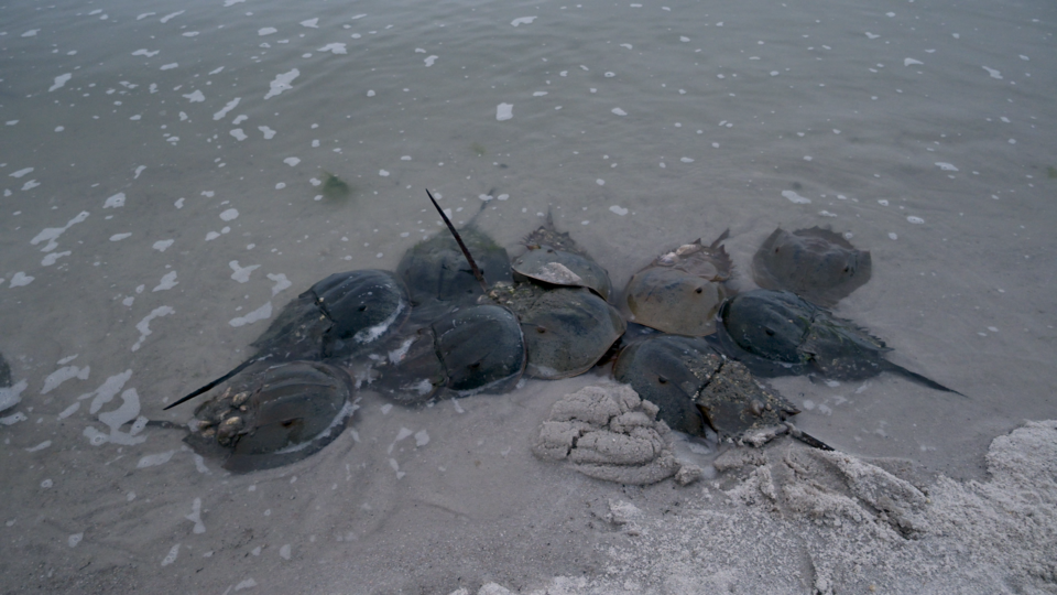 제약 업계의 의약품 오염 검사 시험에는 투구게의 푸른색 혈액이 사용된다. (사진 Thom Stromer - Humane World)/뉴스펭귄