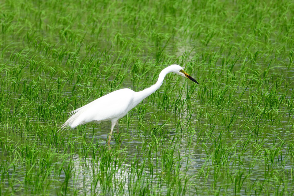 1940년대 이후 전 세계 농업은 화학 비료, 농약, 대규모 경작을 통해 식량 생산량을 획기적으로 늘려왔다. 그러나 동시에 야생동물의 서식지는 빠른 속도로 줄어들었고, 이로 인해 생물다양성이 급격히 감소했다.(사진 클립아트코리아)/뉴스펭귄