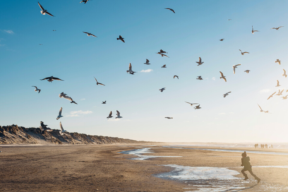앞으로 100년 이내 전 세계 조류 500여 종이 멸종 위기에 처할 수 있다는 연구 결과가 발표됐다. (사진 클립아트코리아)