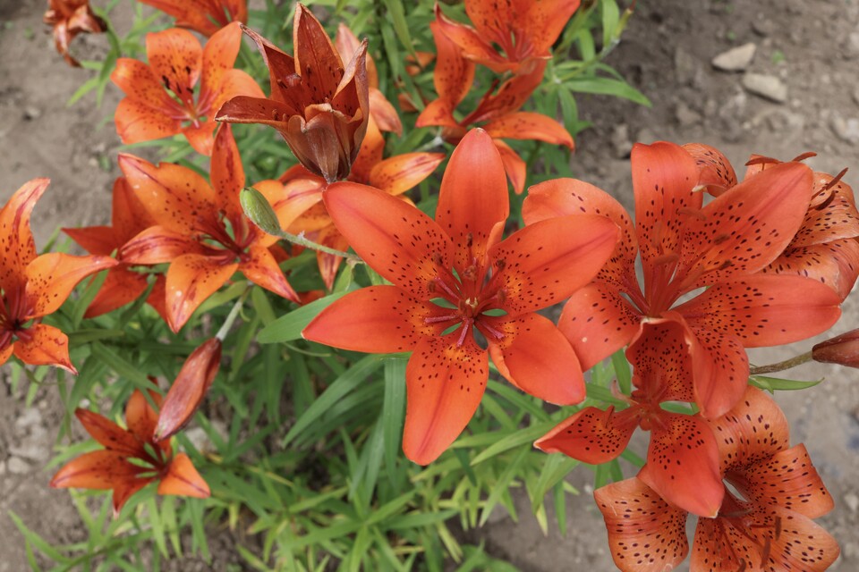 멸종위기 야생생물 Ⅱ급 ‘날개하늘나리’. (사진 국립생태원)/뉴스펭귄