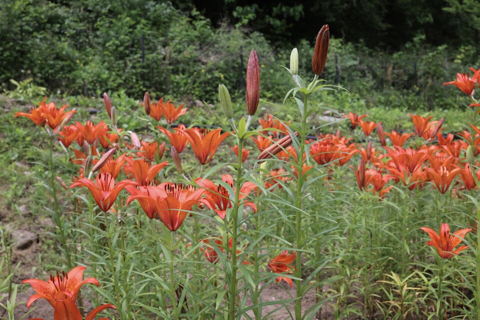 날개하늘나리. (사진 국립생태원)/뉴스펭귄