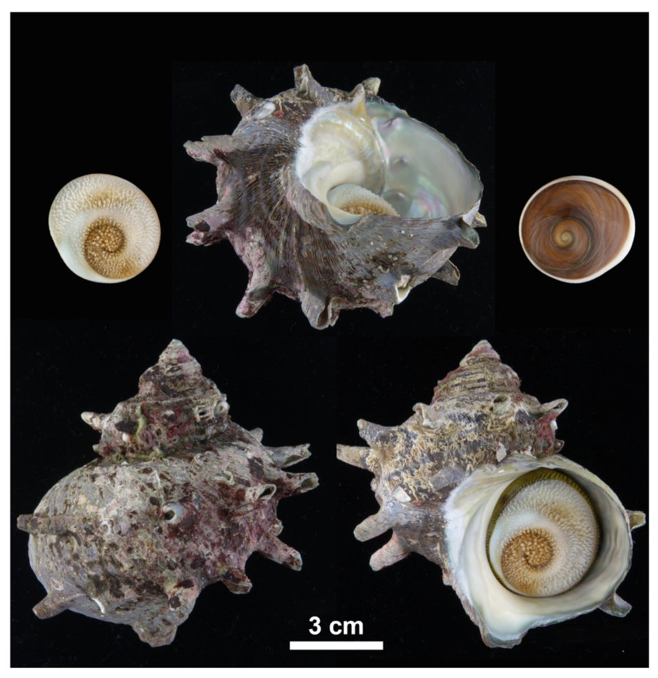 실험에 사용한 소라. (사진 KIOST)/뉴스펭귄