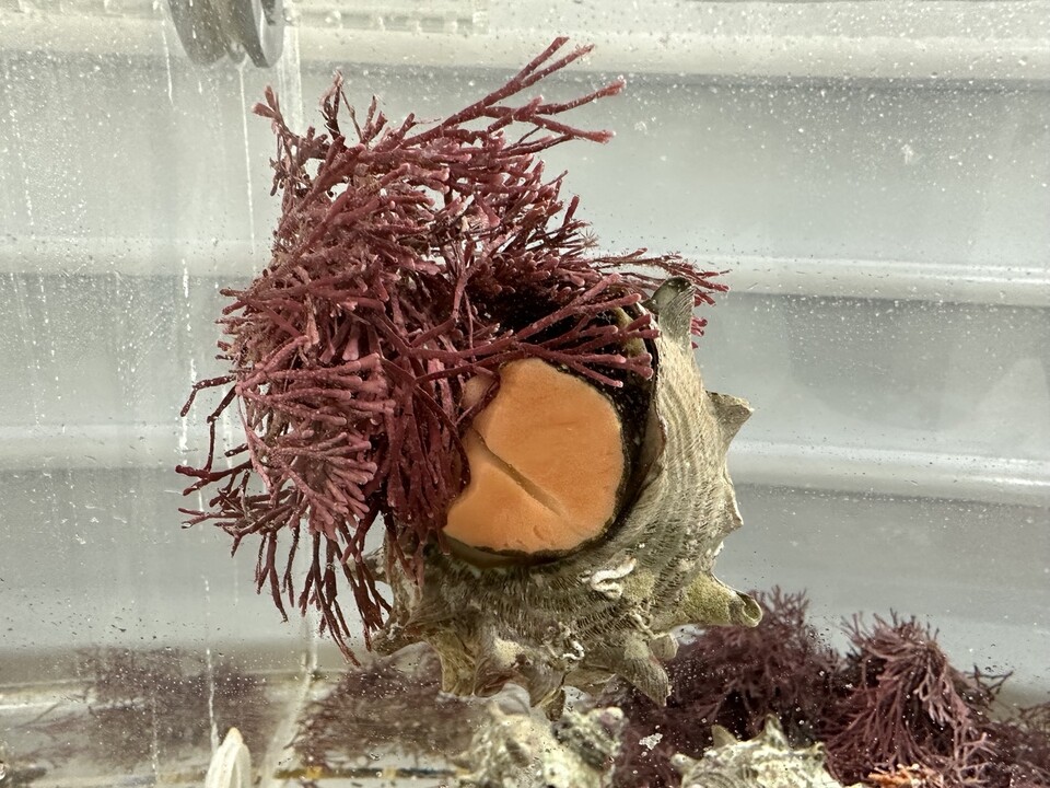 석회조류를 섭식하는 소라. (사진 KIOST)/뉴스펭귄