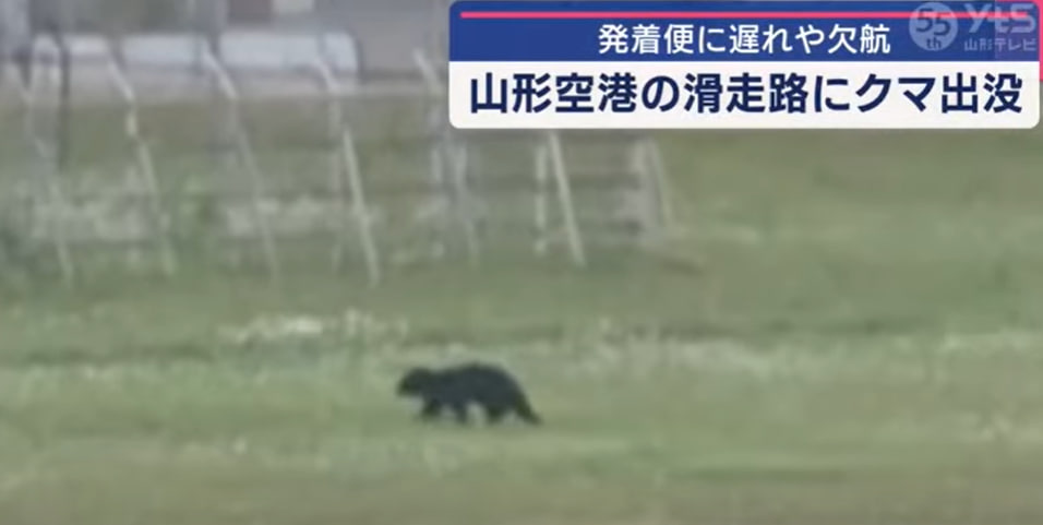 (사진 야마가타TV 캡처)/뉴스펭귄