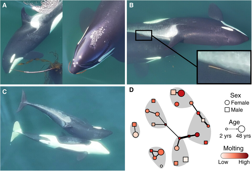 연구진은 이 같은 타인을 대상으로 한 ‘사회적 켈핑’을 기존의 켈핑과 구분해 ‘알로켈핑’이라고 명명했다. (사진 Manufacture and use of allogrooming tools by wild killer whales - Current Biology)/뉴스펭귄