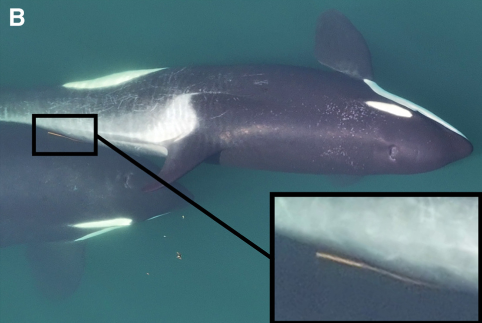 해외 연구진이 두 마리 범고래가 다시마의 일종인 불 켈프 줄기를 서로의 몸 사이에 끼우고 천천히 문지르는 행동을 포착했다.(사진 Manufacture and use of allogrooming tools by wild killer whales - Current Biology)/뉴스펭귄