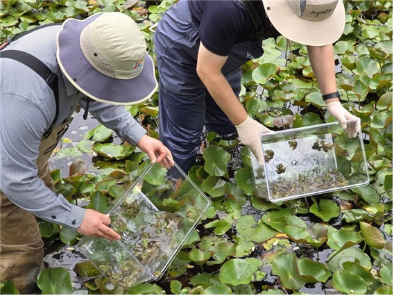 국립생태원이 금개구리 300마리를 시흥시 옥구공원에 추가 복원했다. (사진 국립생태원)/뉴스펭귄
