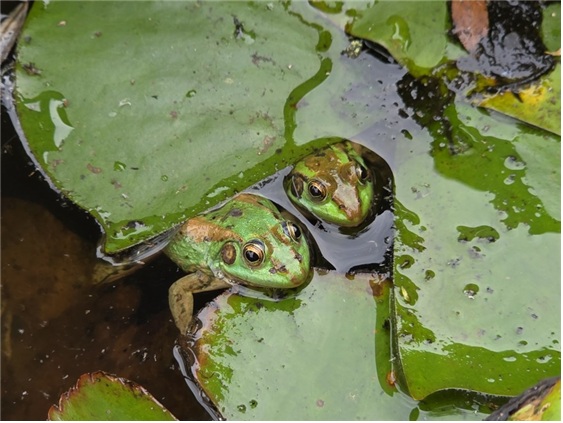금개구리 (사진 국립생태원)/뉴스펭귄