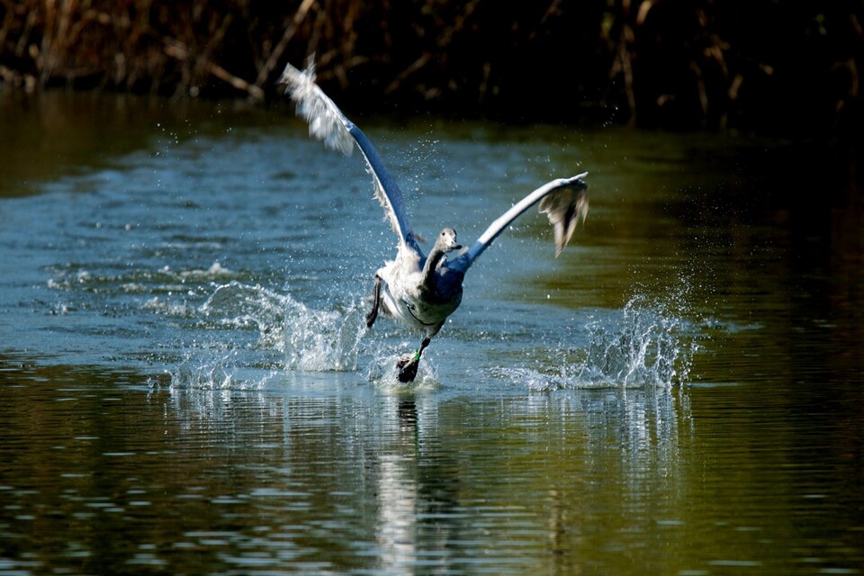 에버랜드에서 태어난 큰고니가 야생 무리와 함께 러시아로 이동하는데 성공했다. (사진 삼성물산 리조트부문)/뉴스펭귄