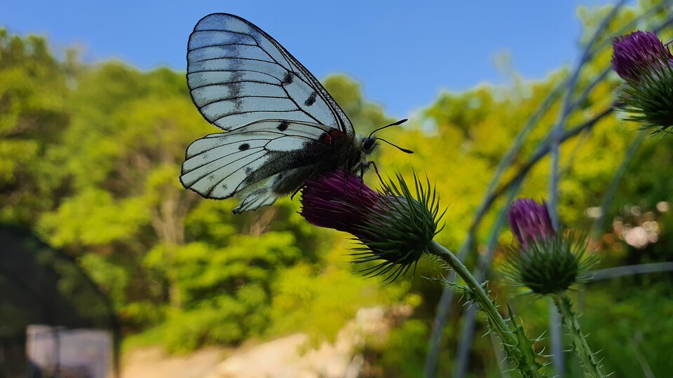 붉은점모시나비는 과거 한반도 전역에서 볼 수 있었지만 서식지 파괴와 불법 포획, 기후변화 등으로 개체수가 급감해 2012년 멸종위기 야생생물 2급으로 지정, 2018년엔 1급으로 상향됐다. (사진 이강운 홀로세생태보존연구소 소장)/뉴스펭귄