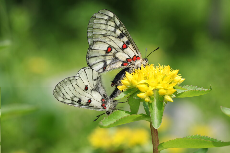 지난 6월, 강원도 삼척시 하장면 광동댐 인근 사면이 멸종위기 야생생물 I급 붉은점모시나비의 국내 최대 서식처로 확인됐다는 보도가 잇따라 나왔다. (사진 이강운 홀로세생태보전연구소 소장)/뉴스펭귄