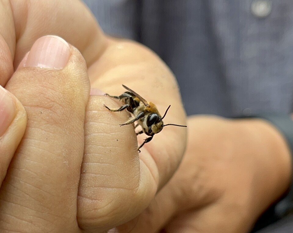 수컷 장수가위벌. (사진 이수연 기자)/뉴스펭귄