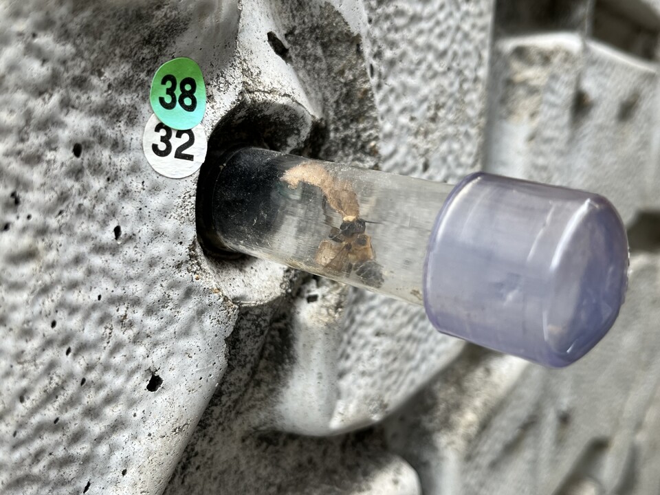 성충이 돼 밖으로 나온 수컷 장수가위벌. 한 달간 활동하다가 짝짓기 후 생을 마감한다. (사진 이수연 기자)/뉴스펭귄